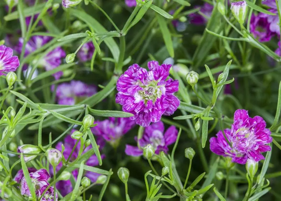 Gypsophila muralis