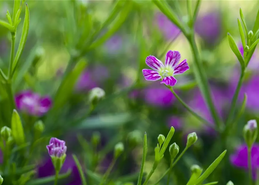 Gypsophila muralis