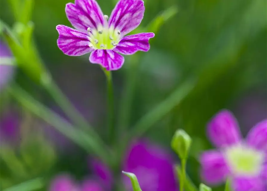 Gypsophila muralis