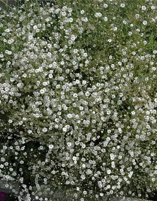 Gypsophila muralis