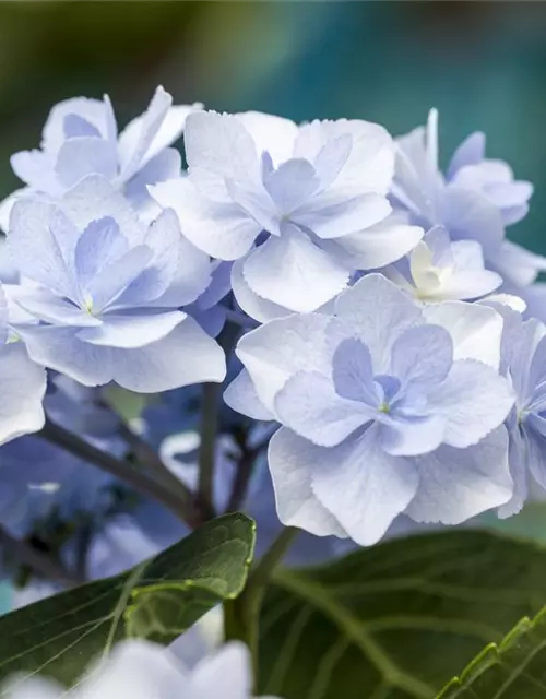 Hydrangea 'You & Me'®