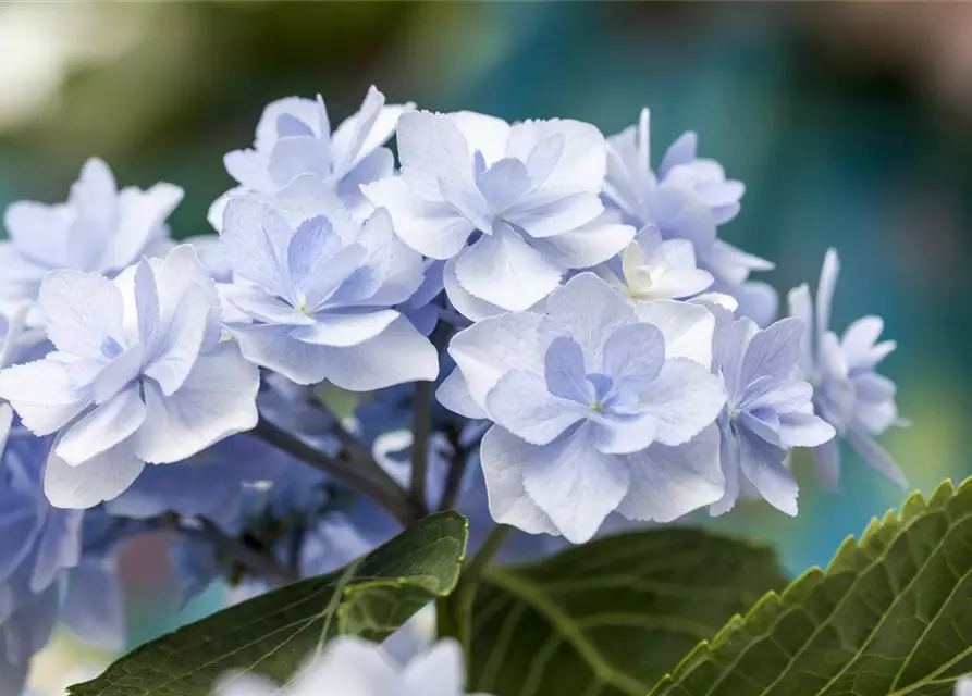 Hydrangea 'You & Me'®