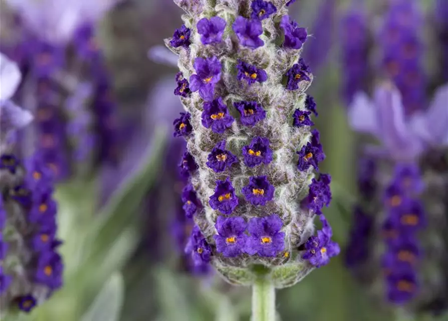 Lavandula stoechas