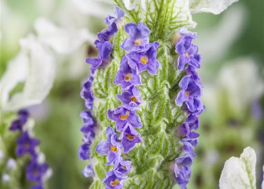 Lavandula stoechas