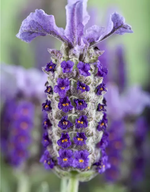 Lavandula stoechas