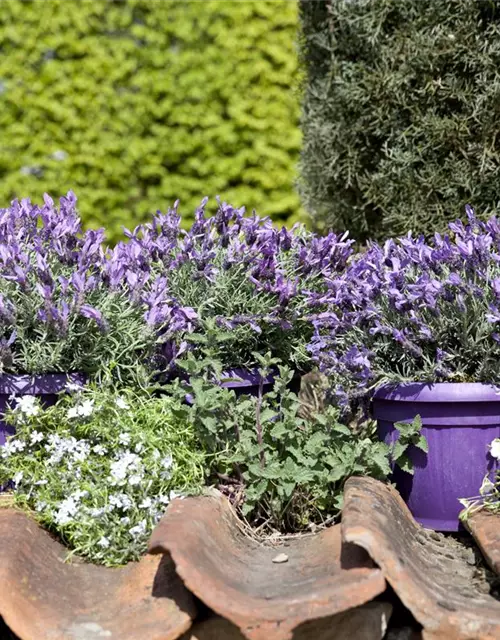 Lavandula stoechas