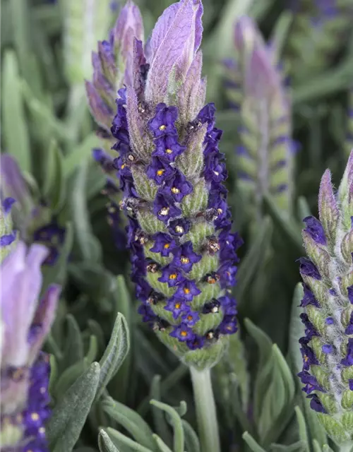 Lavandula stoechas