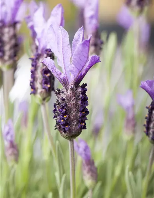 Lavandula stoechas