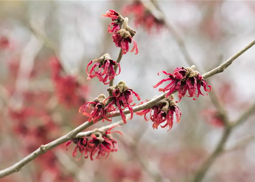 Hamamelis mollis