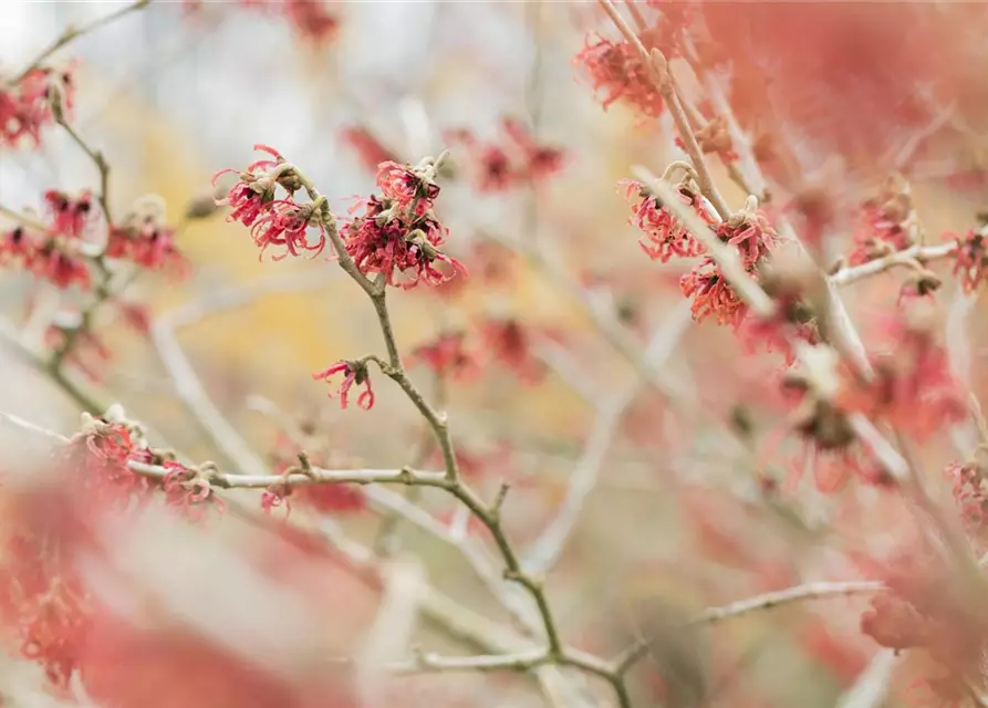 Hamamelis mollis