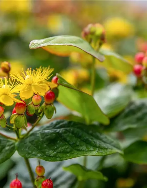 Hypericum inodorum