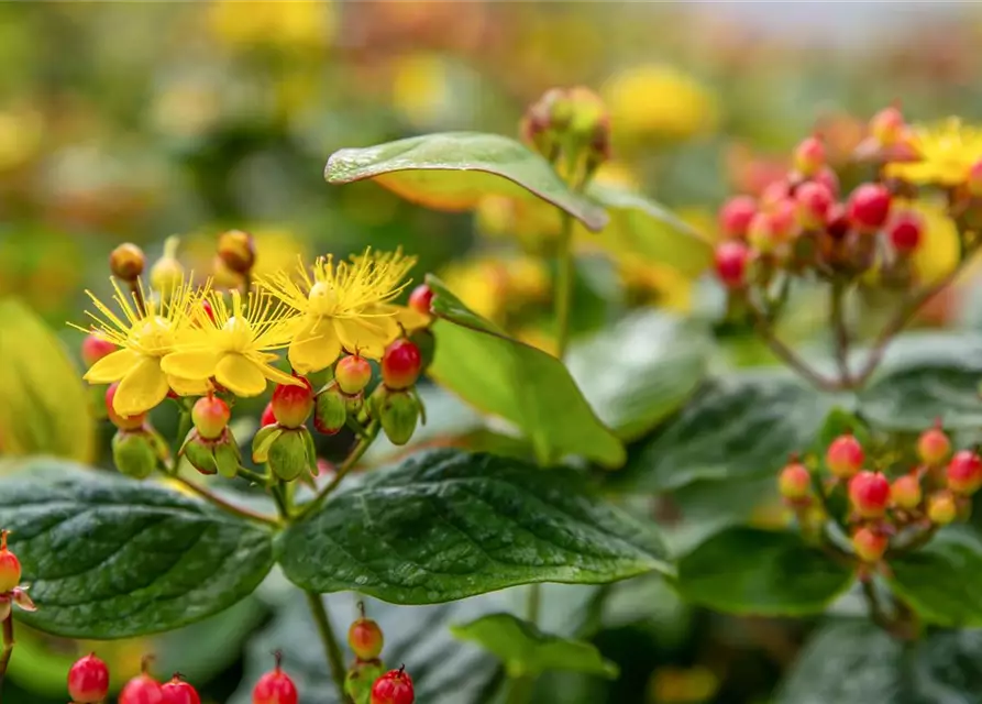 Hypericum inodorum