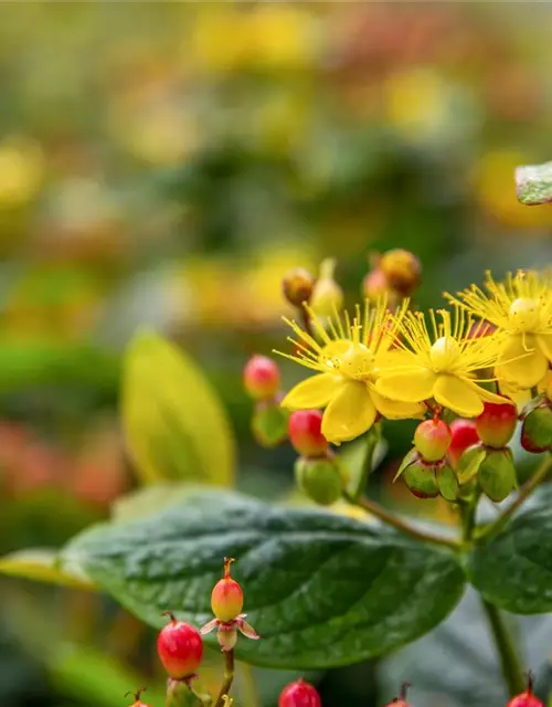 Hypericum inodorum