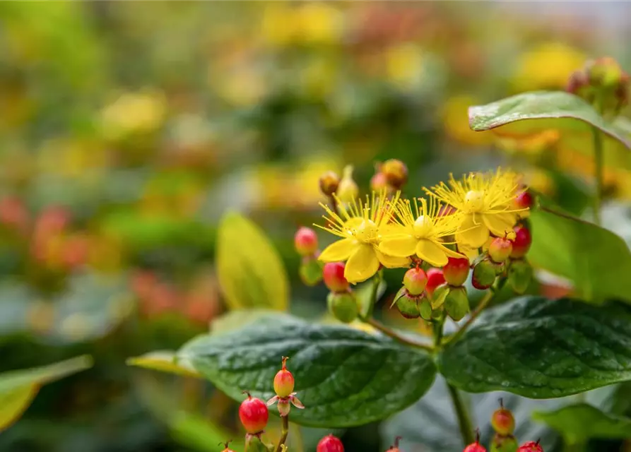 Hypericum inodorum