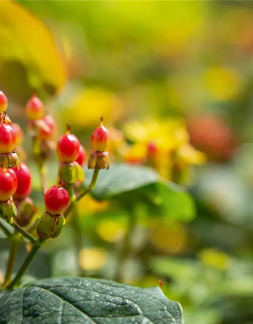 Hypericum inodorum