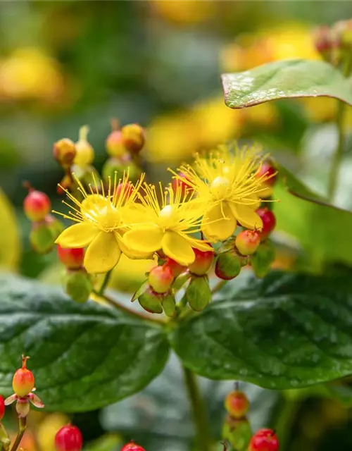 Hypericum inodorum