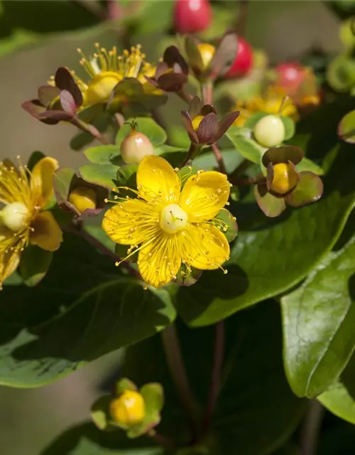 Hypericum inodorum