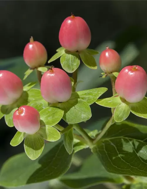 Hypericum inodorum