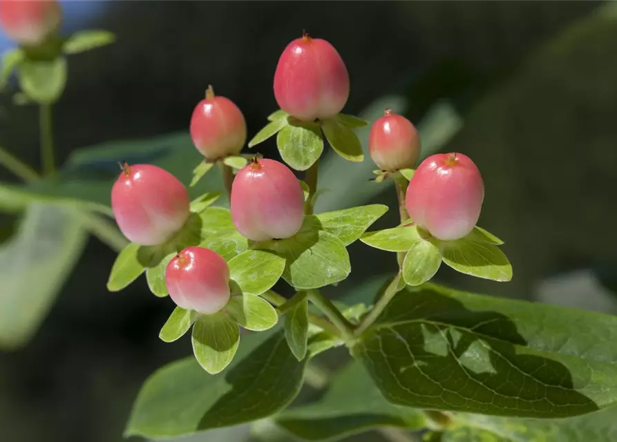 Hypericum inodorum