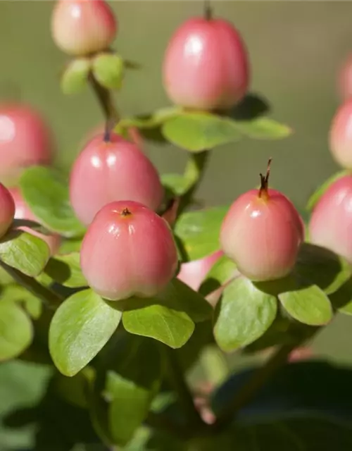 Hypericum inodorum