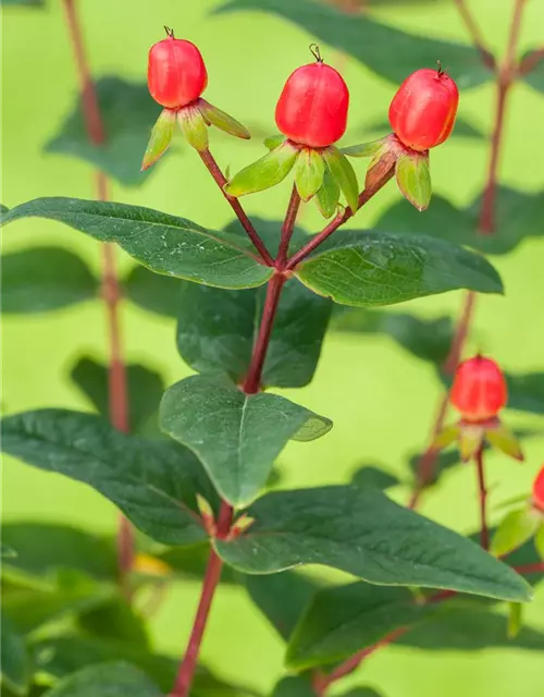 Hypericum inodorum