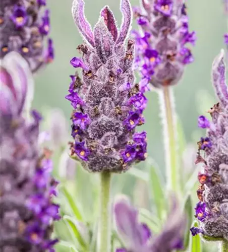 Lavandula stoechas 'Anouk'