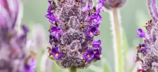 Lavandula stoechas 'Anouk'