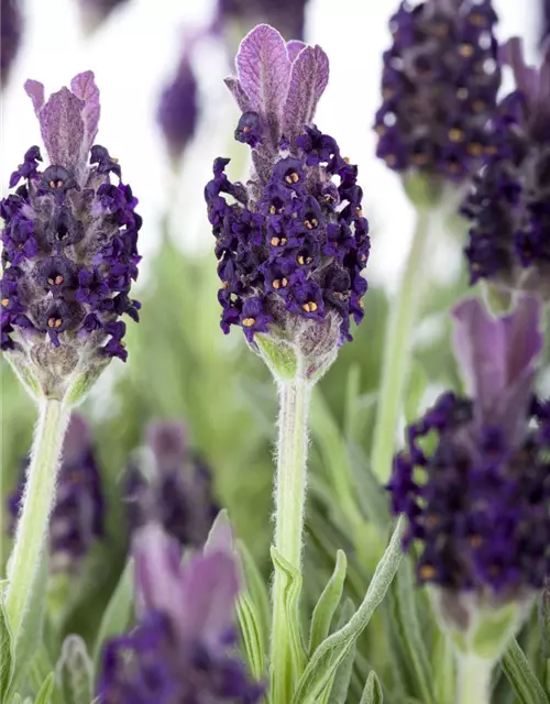 Lavandula stoechas 'Anouk'