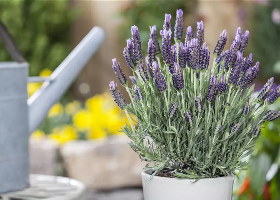 Lavandula stoechas 'Anouk'