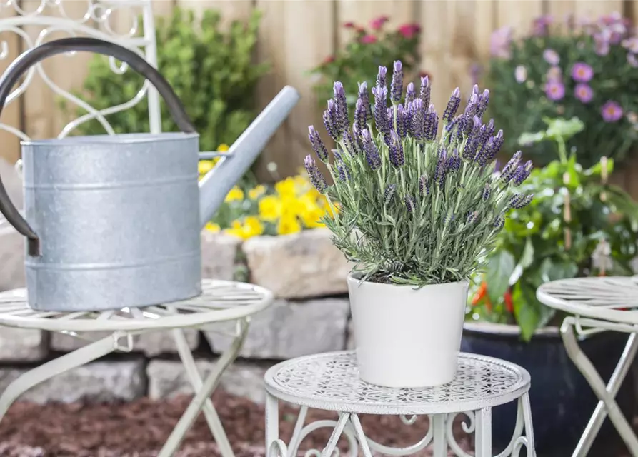 Lavandula stoechas 'Anouk'