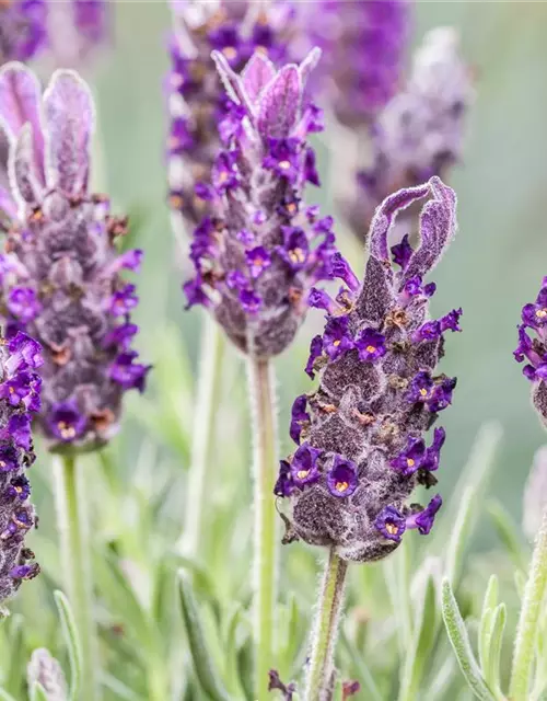 Lavandula stoechas 'Anouk'