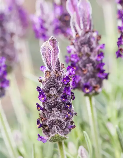 Lavandula stoechas 'Anouk'