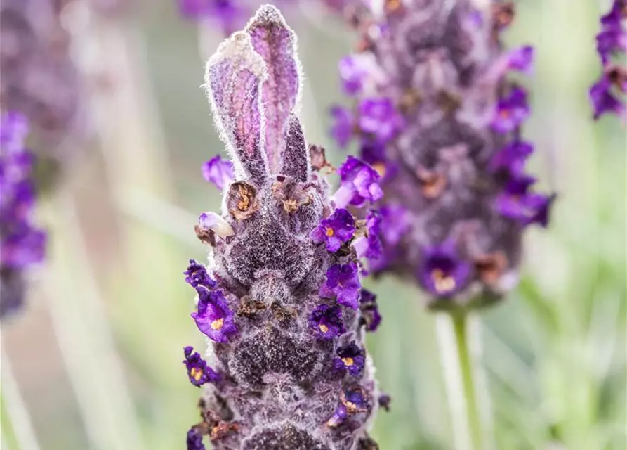 Lavandula stoechas 'Anouk'