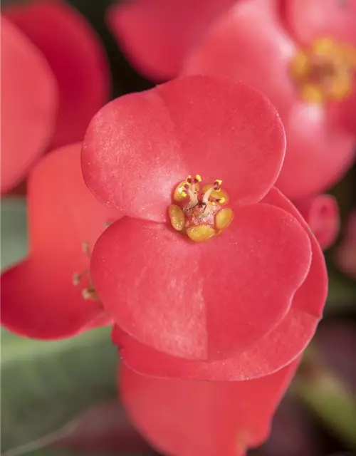 Euphorbia milii