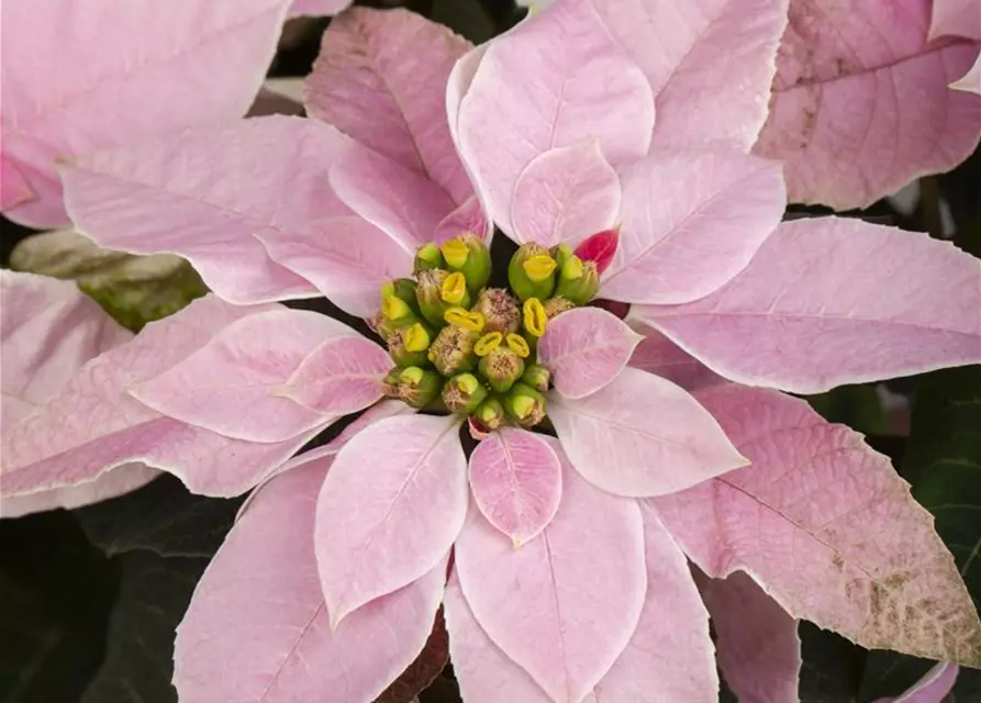 Euphorbia 'Princettia'®