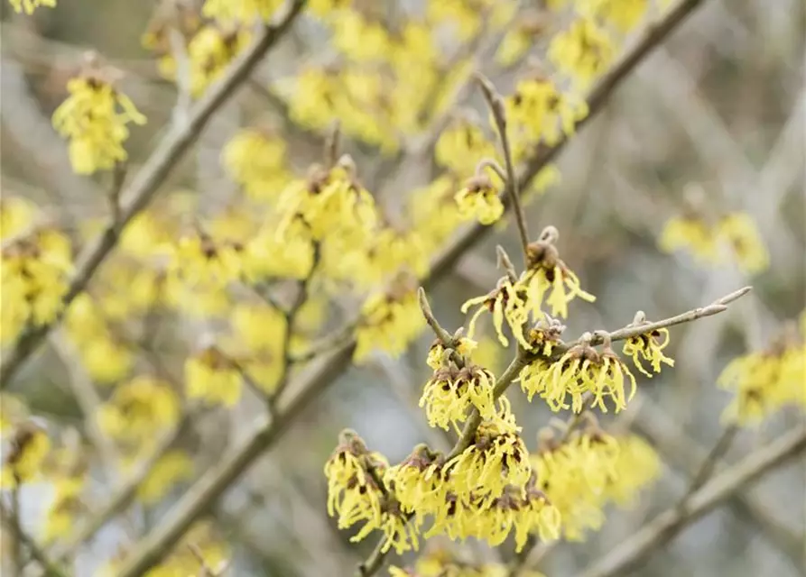 Hamamelis x intermedia 'Arnold Promise'