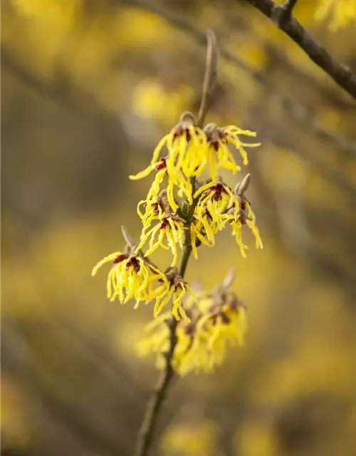 Hamamelis x intermedia 'Arnold Promise'