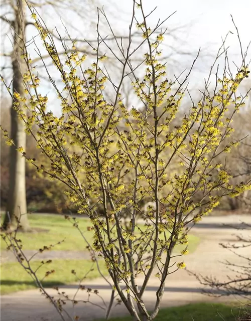 Hamamelis x intermedia 'Arnold Promise'