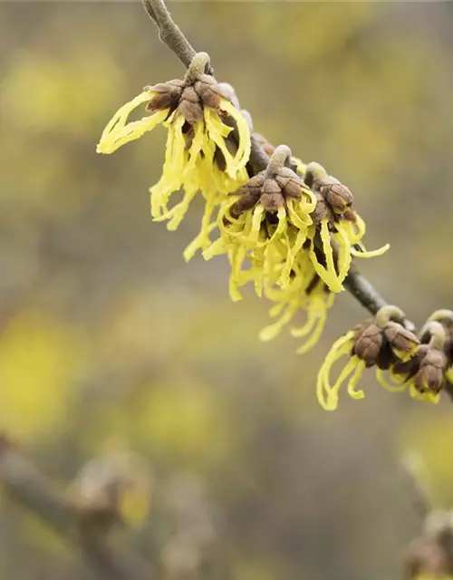 Hamamelis x intermedia 'Arnold Promise'