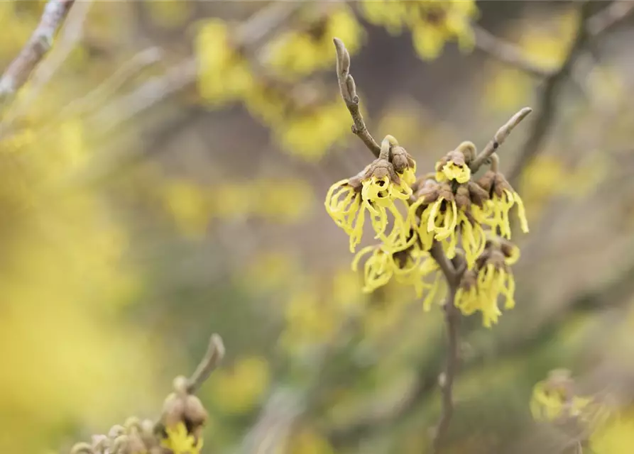 Hamamelis x intermedia 'Arnold Promise'