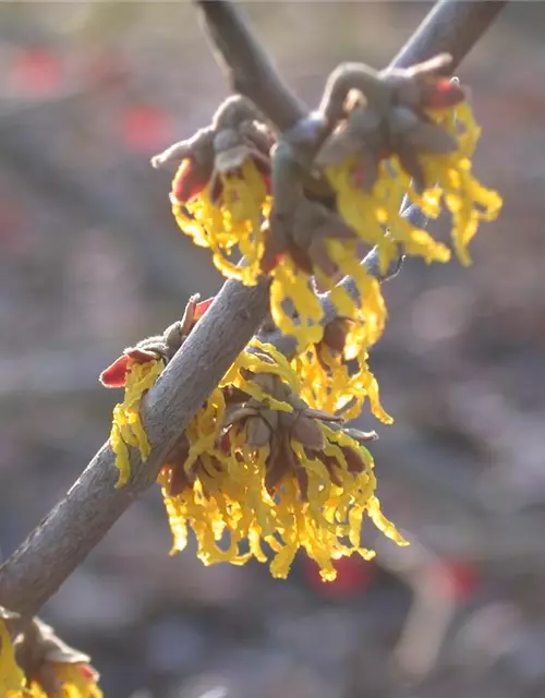 Hamamelis x intermedia 'Arnold Promise'