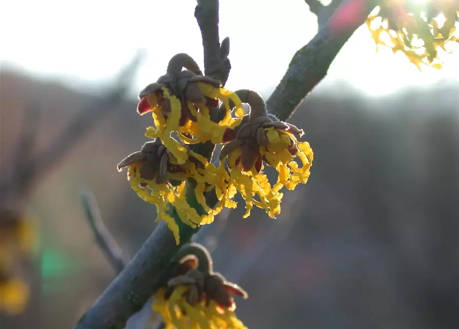 Hamamelis x intermedia 'Arnold Promise'