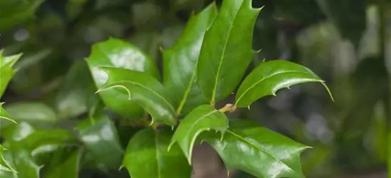 Ilex aquifolium