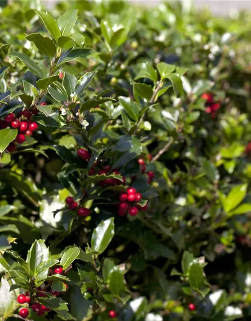 Ilex aquifolium