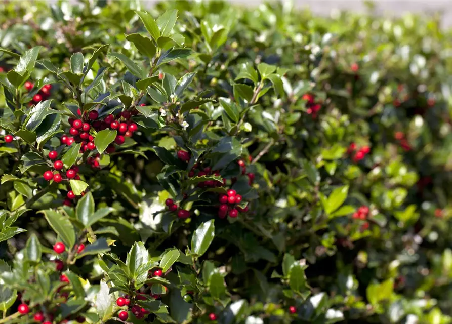 Ilex aquifolium