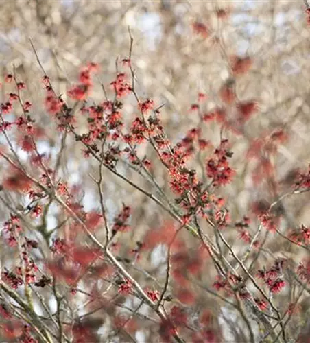 Hamamelis x intermedia 'Diane'