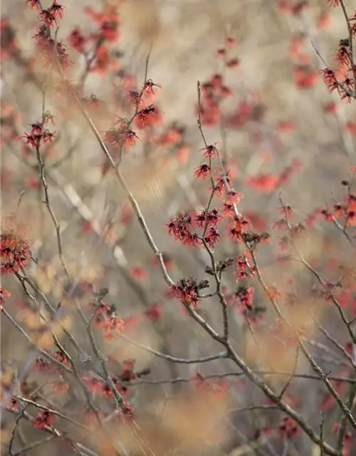 Hamamelis x intermedia 'Diane'