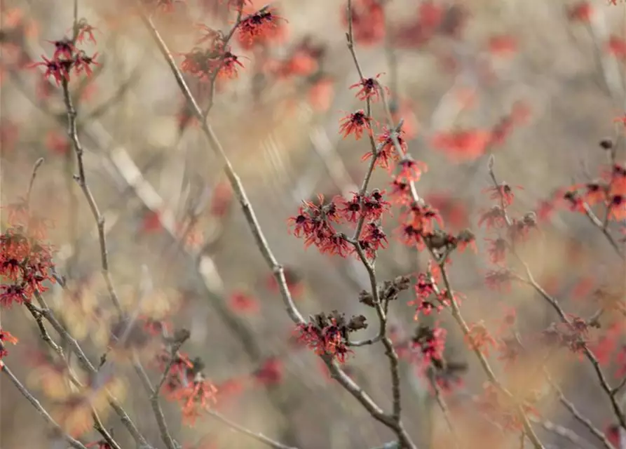 Hamamelis x intermedia 'Diane'