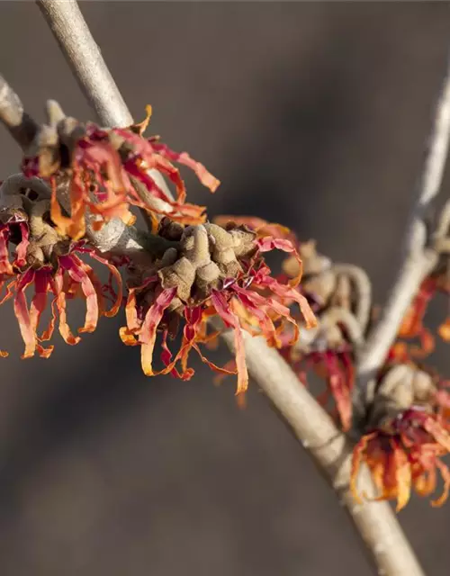 Hamamelis x intermedia 'Diane'