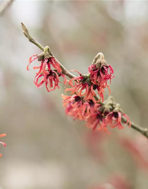 Hamamelis x intermedia 'Diane'